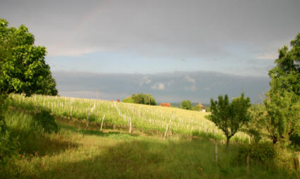 Vineyards north of Pau